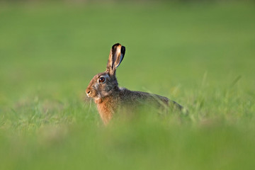 Wall Mural - european hare, lepus europaeus