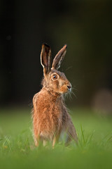 Wall Mural - european hare, lepus europaeus