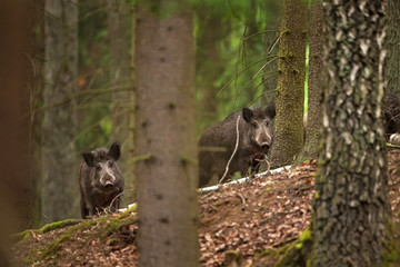 Wall Mural - wild boar, sus scrofa