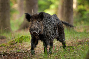 Sticker - wild boar, sus scrofa