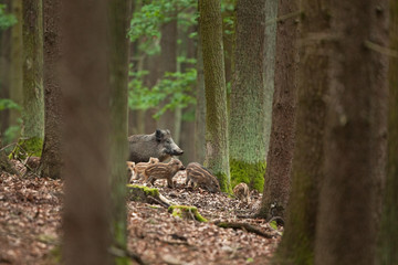 Wall Mural - wild boar, sus scrofa