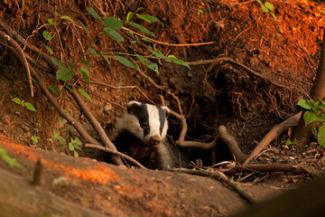 Wall Mural - european badger, meles meles
