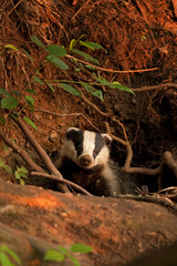 Wall Mural - european badger, meles meles