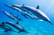 © Yusuke Okada - Dolphins swimming in ocean