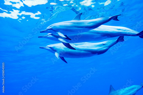 水中 海中 アドビストックのデザイン かべいろ Com おしゃれ壁紙リフォーム貼り替え インクジェット壁紙のかべいろ Com