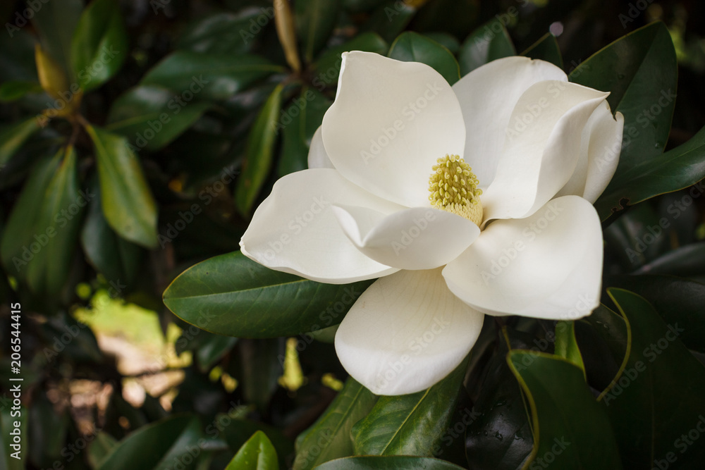 Flower of the Magnolia grandiflora, the Southern magnolia or bull bay, tree of the family Magnoliaceae - obrazy, fototapety, plakaty 