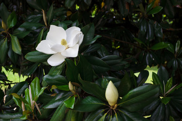 flower of the magnolia grandiflora, the southern magnolia or bull bay, tree of the family magnoliace