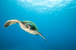 Sea Turtle Underwater in Tropical Clear Blue Ocean from Below