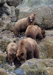 Wall Mural - Family of Brown Grizzly Bears in Alaska