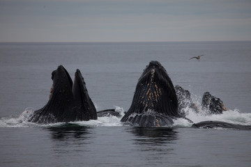 Humpback Whales Bubble Net Feeding at Surface