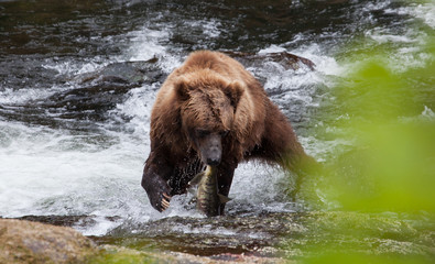 Wall Mural - Brown Grizzly Bear Hunting Salmon in a River in Alaska