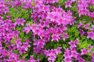 Wall Mural - close up on blooming purple rhododendron in spring