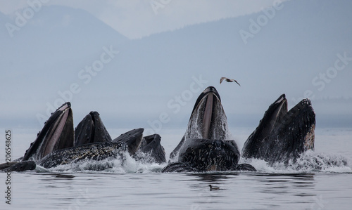Fotomural Humpback Whales Bubble Net Feeding at Surface