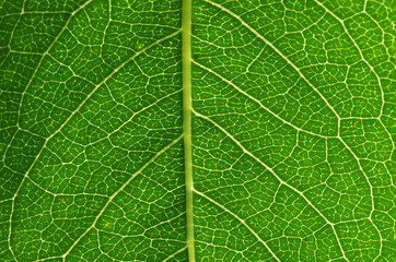 Wall Mural - close up of green leaf texture