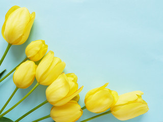 Wall Mural - yellow tulips on a blue background, top view, flat lay.