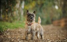 Cairn Terrier Dog Outdoor Portrait Standing In Natural Environment On Trail
