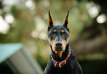 Black And Tan Doberman Pinscher Dog Outdoor Portrait With Cropped Ears With A Frame Agility Obstacle In Background