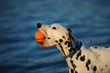Dalmatian dog holding orange ball by blue water