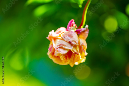 ピンクの少ししおれたバラ 老化イメージ Stock Photo Adobe Stock