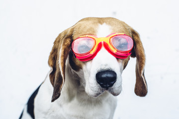 Wall Mural - Beagle dog in red goggles looking away