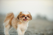 Shih Tzu Dog Outdoor Portrait At Beach