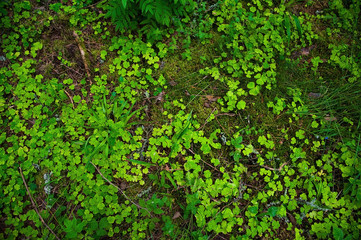 Forest Soil with Grass