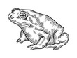 Hallucinogenic toad engraving vector illustration