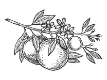 Orange Tree Branch Engraving Vector Illustration