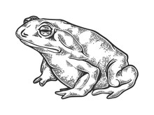 Hallucinogenic Toad Engraving Vector Illustration