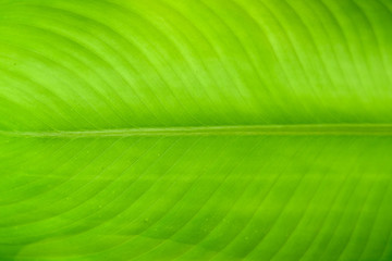 green leaf background