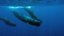 Swimming With Sperm Whales In Dominica, An Island Nation In Caribbean. Three Generations Of Female Whales In A Matriarchal Group Starting Their Dive Into Deep.