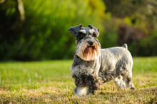 Miniature Schnauzer Dog Outdoor Portrait In Grass