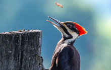 Closeup Pileated Woodpecker On Fence Post