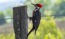 Full View Of Pileated Woodpecker On Fencepost