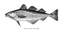 Atlantic Cod Fish Hand Drawing Vintage Engraving Illustration