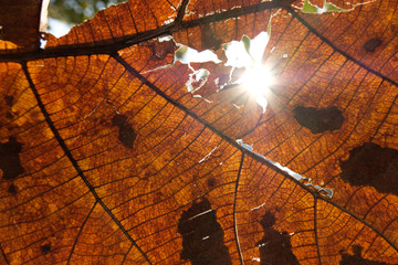 brown leave close up