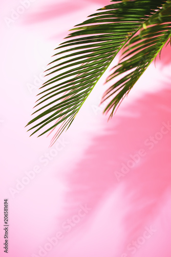 Naklejka - mata magnetyczna na lodówkę Summer tropical sunny background with palm leaves