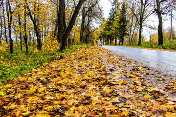 Wall Mural - yellow autumn forest trees and road