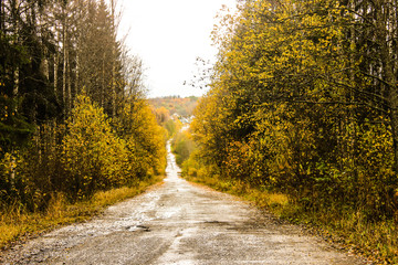 Wall Mural - yellow autumn forest trees and road