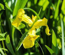 Close Up Of Yellow Flag, Yellow Iris Or Water Flag (Iris Pseudacorus) Flower Blooming In Spring