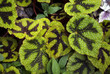 floral tropical background with patterned colorful leaves begonia masoniana