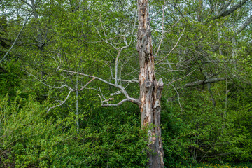 standing deadwood tree 2