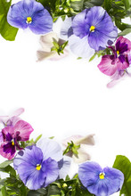 Beautiful Pastel Coloured Pansies Background On White
