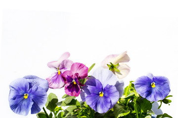 Wall Mural - Beautiful pastel coloured pansies background on white