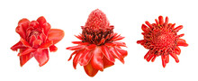 Red Ginger Lily Flower (Etlingera Elatior) Tropical Plant Set Isolated On White Background, Clipping Path Included