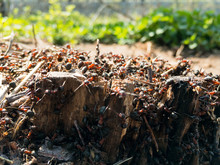 The Ant Hill On The Tree Stump Closeup In The Forest. Selective Focus. 