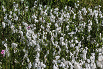 Close up of Eriophorum angustifolium, commonly known as common cottongrass or common cottonsedge, in wetland, blooming in spring