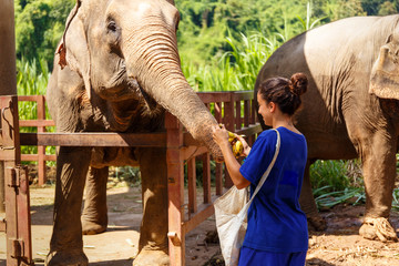 Girl wiht bananas in her hand feeds an elephant at sanctuary in Chiang Mai Thailand