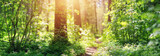 Fototapeta Las - pine and fir forest panorama in spring. Pathway in the park