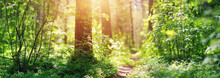 Pine And Fir Forest Panorama In Spring. Pathway In The Park